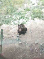 -新疆天山野生动物园