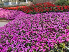-东莞植物园