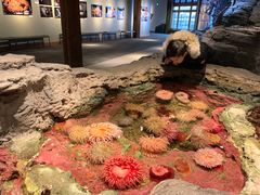 -西雅图水族馆
