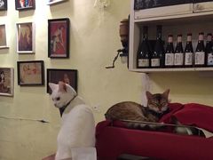-猫色咖啡·猫咖