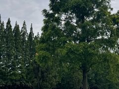 -黄海国家森林公园