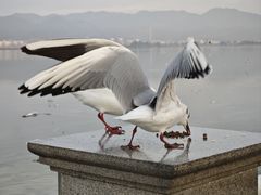 -海埂大坝