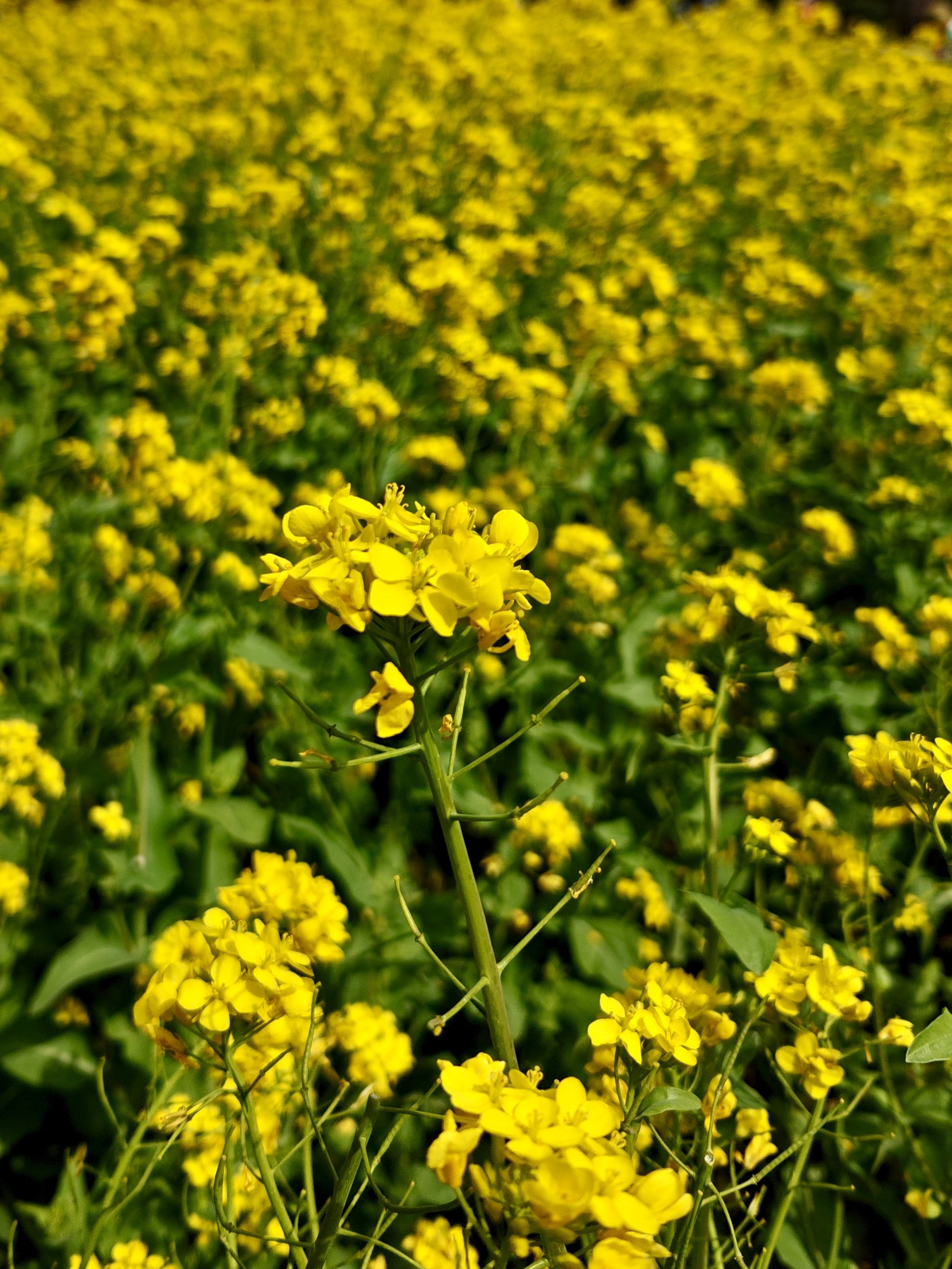 春天的色彩～油菜花