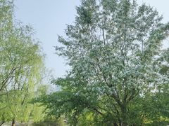 -莲花池公园