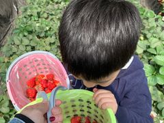 -大自然农场蔬菜草莓采摘园