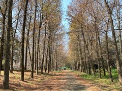 -上海海湾国家森林公园