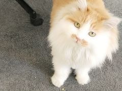 -喵百万·布偶·蓝金金渐层英短·猫舍(百子湾店)