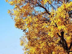 -三里屯东五街银杏大道