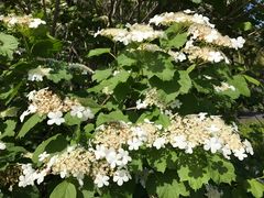 -墨尔本皇家植物园