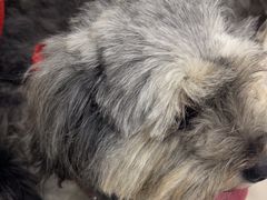 -嘉馨宠物医院·CT影像转诊·心脏科·犬猫全科诊疗中心(下沙大学城院区)