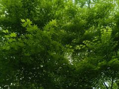 -临平公园(临平街道)