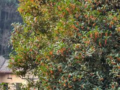 -韶山毛泽东同志故居