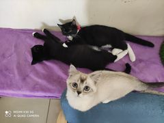 -鼓捣猫呢主题猫咖店