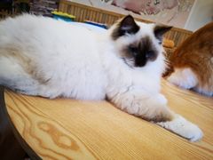 -猫的茶·猫咖