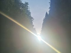 -武陵山森林公园