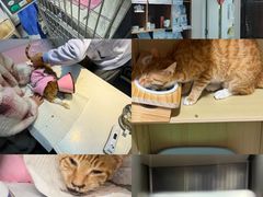 -御宝贝·A梦猫科宠物医院(国际猫友好医院)