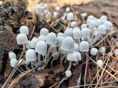 -铁山坪森林公园