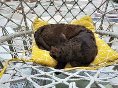 -喵屿·大理花园猫咖