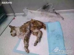 盛京一禾-盛京一禾