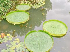 -上海滨江森林公园