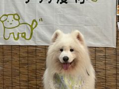 -星多哈·狗咖·拼豆·咖啡
