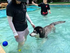 -汪说喵讲宠物乐园宠物酒店(红星美凯龙店)