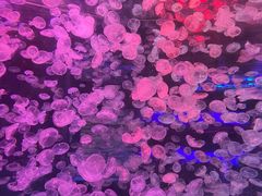 -江和美海洋公园
