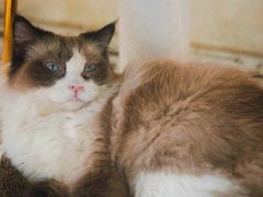 -喵喵咪呀布偶猫咖(春熙路店)