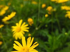 -九寨特色牦牛肉汤锅 羊肉汤锅