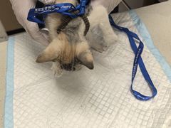 -瑞派康怡24h宠物医院·犬猫医疗中心·微创绝育(瑞景分院)