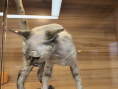 -猫十亿·布偶金渐层·曼基康矮脚猫舍(青年路店)
