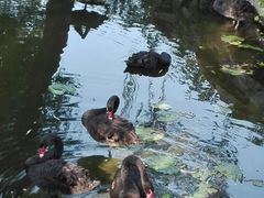 天鹅湖-北京动物园