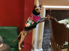 -猫色咖啡·猫咖