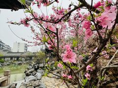 -芥子园
