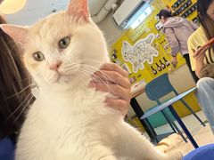 -平行世界·猫咖(首经贸店)