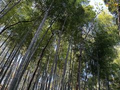 -上海佘山国家森林公园天马山园