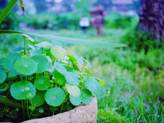 -田园东方蜜桃村的田野营地