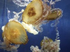-重庆欢乐海底世界