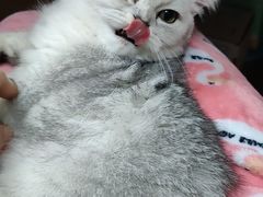 -lincat·猫舍(广州店)
