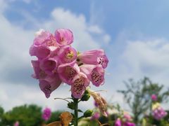 -紫颐香薰山谷景区