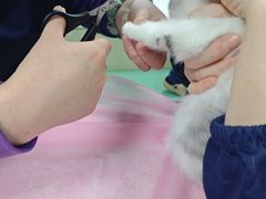 -北京观赏动物医院·24小时大型综合·猫专科·异宠专科
