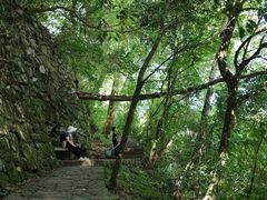 -天目山大树王景区