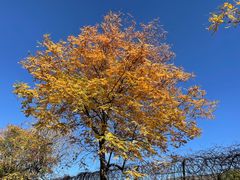 -北京西山国家森林公园