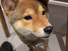 -柴务处·柴犬主题狗咖