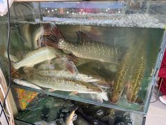 -煲来饱去冷水鱼