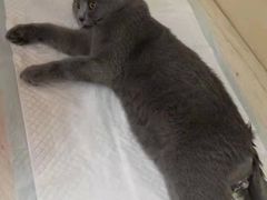 -A猫a狗全科·犬猫异宠·芥西宠物医院(南开总院)