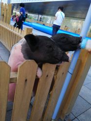 -萌宠亲子动物乐园(槐房万达店)