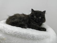 -瑞派罗医生宠物诊所(古镇分所)