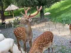 -北京野生动物园