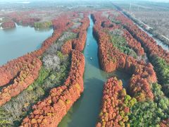 -上海海湾国家森林公园
